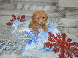 Pictures of miniature poodles for sale. Miniature Poodle Petland Dunwoody Puppies For Sale