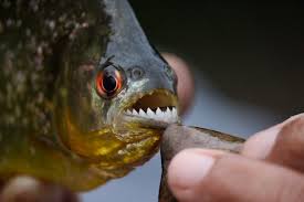 Wildlife Guide Piranha Tambopata Peru Rainforest