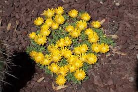 Check spelling or type a new query. 34 Amazing Yellow Perennials For A More Beautiful Garden