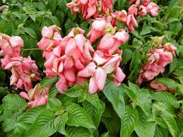 Image result for Mussaenda