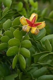 Image result for Zygophyllaceae