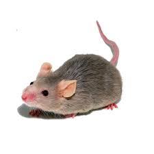 These myths were likely introduced by unscrupulous salesmen to get homeowners to allow the baits to be. Mice Control London Mouse Removal Control Services Pest Exterminators