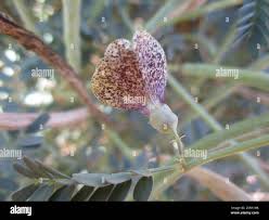 Image result for Sesbania pachycarpa
