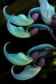 They may flower and produce a prodigious number of fruit per year, as much as 250. Pin On Color