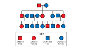 Harry potter pedigree worksheet answer key. Seventh Grade Lesson Pedigrees Betterlesson