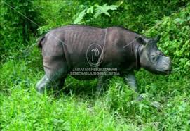 Mau gelakkan kawanku yang menguap macam badak air, tetapi dengan automatic terkeluar dari mulut apabila mengejek ialah: Dicerorhinus Sumatrensis Forestry Department Peninsular Malaysia