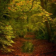 David Vertongen Fotografie