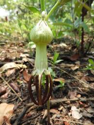 Image result for Malaxis katangensis