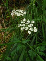 Image result for Pimpinella ledermannii