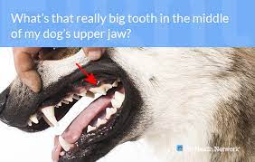 In general, adults dogs have about 42 teeth (fun. Dr Ernie S Top 10 Dog Dental Questions And His Answers
