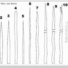 150 berus cat bulu babi dirampas di johor kementerian perdagangan dalam negeri dan kepenggunaan johor merampas 150 unit berus cat bulu babi dalam satu operasi di dua premis kedai perkakasan pembinaan hari ini. Berus Cat Dari Bulu Babi Cara Mengenal Bulu Babi