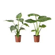 alocasia krukvaxt alokasia olika arter ikea piante da giardino piante in vaso orecchie di elefante