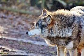 Why Use Predator Animal Urine On Lawns Deerbusters Com Helps to lure in call shy coyotes and stops them for a better shop opportunity. deerbusters