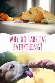 Why Do Labs Eat Everything Dealing With Excessive Eating