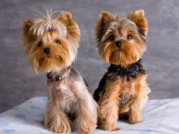 86, yorkshire terrier all breeds: Yorkie Haarschnitte Bilder Coolste Yorkshire Terrier Haarschnitte Bilder Coolste Haarschnitte Terrier York Yorkie Terrier Yorkie Haircuts Yorkie Puppy