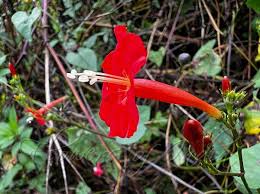 Image result for Ipomoea hederifolia