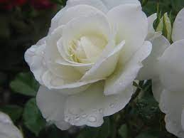 White Rose Rose White Roses Real Flowers