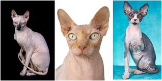 Welcome to our cattery, home of sphynx kittens for sale. Super Cool Facts About The Sphynx Cat Breed Cole Marmalade