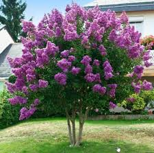 Image result for Lagerstroemia speciosa