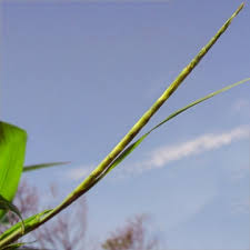 Image result for Rottboellia cochinchinensis