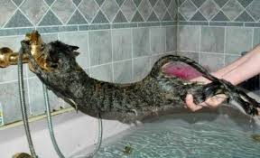 Maybe you would like to learn more about one of these? This Cat Is Holding On For Dear Life Funny Cat Photos Funny Cat Pictures Cat Bath