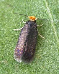 Image result for Stigmella malella