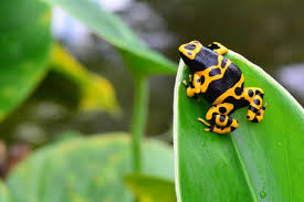 661,000+ vectors, stock photos & psd files. Animals Bright Colours Don T Lie Eat Me And You Ll Be Sorry Research Highlights
