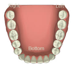 General Dentist Tooth Chart Www Bedowntowndaytona Com