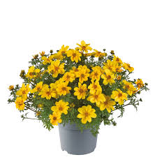 Image result for Bidens baumii