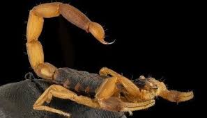 Get Rid Of Scorpions Ways To Keep Scorpions At Bay Survival Life Scorpion Natural Home Remedies Survival Life