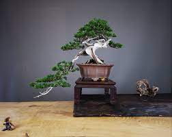 Juniper Bonsai Tree Bonsai Trees For Sale Bonsai Tree Price Buy Bonsai Tree