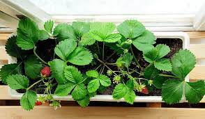 The concept of a daily light integral or dli is like a rain gauge, only for sunlight. Best Lighting For Growing Strawberries Indoors Complete Guide