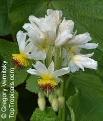 Image result for Sparrmannia africana