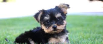 The puppies will be ready to go home in the spring of 2011. Classy Pets Colorado Yorkie Maltese And Morkie Puppies For Sale Raising Homegrown Healthy Puppies For 28 Years About Us