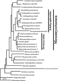 Maybe you would like to learn more about one of these? Observations On The Life Stages Of Sphaerothecum Destruens N G N Sp A Mesomycetozoean Fish Pathogen Formally Referred To As The Rosette Agent