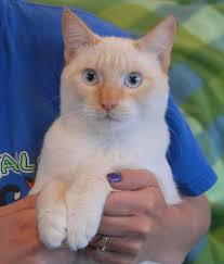 Both flame point siamese and redpoint are same breed cats but they are called by different names in different countries. Nevada Spca Animal Rescue November 2011 Cat Personalities Cats And Kittens Pretty Cats