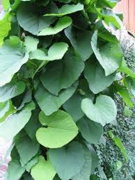 Image result for Aristolochia