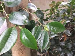 寒い時期の庭仕事 冬季剪定に向いている庭木の種類 Lovegreen ラブグリーン