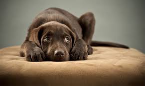 cachorro-assustado-cuidados-fogos-rojoes - Geração Pet