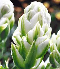 Er verspricht den himmel auf erden. Tulip Harbour Light Bulbous Plants Showy Flowers Amazing Flowers