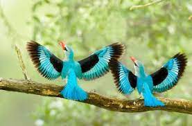صور طيور جميلة خلفيات طيور حب hd beautiful birds most beautiful birds bird pictures