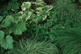 Your shady spots can be spectacular.planting a shade garden. 10 Combinations For Shade Finegardening