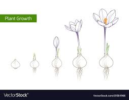 Image Result For Flower Growth Diagram Crocus Flower Crocus Plant Growth