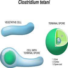 Faqs about cre for pet owners; Clostridium Tetani Infektion Ubertragung Krankheiten Medlexi De