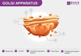Maybe you would like to learn more about one of these? Plant Cell Golgi Body