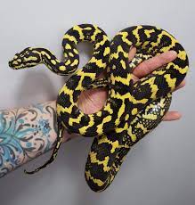 Jungle Carpet Python Charlotte Simms Johanson Cute Snake Pet Snake Snake Images