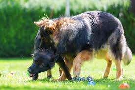 After all, it usually precedes a bite. Why Your German Shepherd Attacks Other Dogs