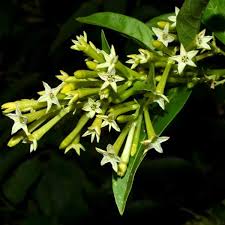 We did not find results for: Night Blooming Jasmine Plant Buy Night Blooming Jasmine Plant Online