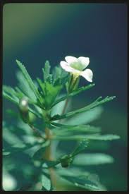 Image result for Embelia libeniana