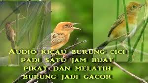 Scopri ricette, idee per la casa, consigli di stile e altre idee da provare. Download Lagu Mp3 Kicau Pikat Burung Salome Betina Mp3 Video Gratis